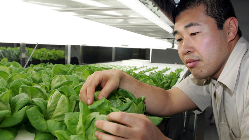 Illustration for article titled 14 High-Tech Farms Where Veggies Grow Indoors